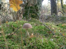 Waldpilze essbar &raquo; Waldpilze Essbar &raquo; birkenpilz